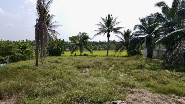 ที่ดินคลอง8 ซอยบึงบอน31 หนองเสือ 300 ตร.วา ถมแล้ว เพียง 2.4 ล้าน เข้ามาจาก ถ.รังสิตนครนายก 4 กม.