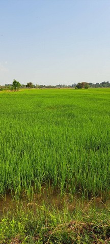 ขายที่ดินสวย  8 - 3 - 0 ไร่ ถนนสนามบิน  อ.เมือง จ.กาฬสินธุ์