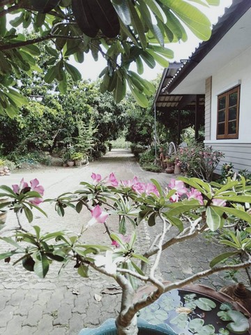 ขายที่สวนพร้อมบ้าน2หลัง 1ไร่ 42ตรว. 3.99ลบ. หลังติดคลอง ตรงข้ามบิ๊กซีหางดง บ้านนภาธานี ต.หารแก้ว อ.หางดง เชียงใหม่