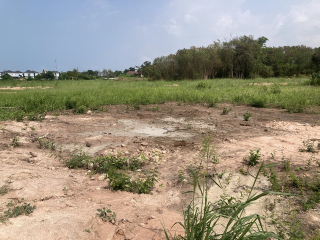 ขายด่วนมาก ที่ดิน 1 งาน ตำบลหนองปลาไหล อำเภอบางละมุง จังหวัดชลบุรี