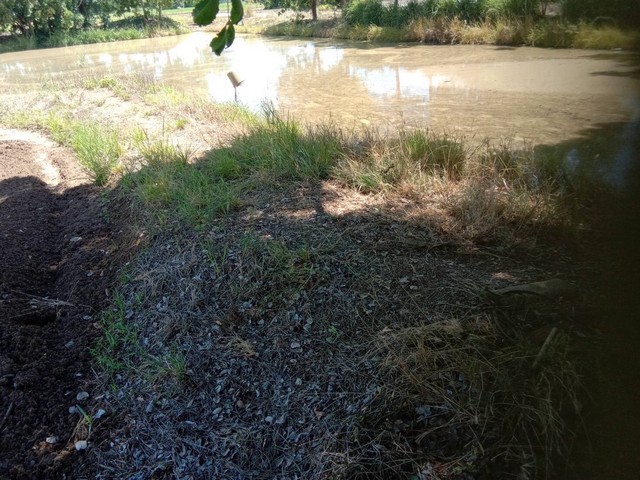 ขายด่วนราคาถูก ที่ดิน ที่นา 26-2-51ไร่ 2.27ล้านบาท ถนน ไฟฟ้า สระน้ำ บาดาลพร้อม ต.หนองกระเจา อ.ชุมแสง นครสวรรค์