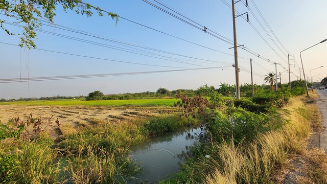 ขายที่ดินติดถนนเรียบ คลอง 12 ลำลูกกา-หนองจอก 10 ไร่ ใกล้ โครงการ เรนวูด ปาร์ค คลอง11 ลำลูกกา เหมาะจัดสรรแบ่งแปลงที่ดินขาย