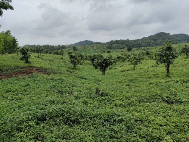 ขายที่ดินพร้อมสวนมะม่วงและสวนไผ่ อำเภอทองแสนขัน จังหวัดอุตรดิตถ์ จำนวน 82 ไร่ 2 งาน 80 ตารางวา##รายละเอียดและที่ตั้งทรัพย์-ที่ดินขนาด 82 ไร่ 2 งาน80 ตารางวา-ตั้งอยู่ตำบลน้ำพี้  อำเภอทองแสนขัน จังหวัดอุตรดิตถ์-ในที่ดินปลูกไผ่พันธุ์ซางหม่น และปลูกมะม่วงเต็มพื้นที่(สามารถเก็บผลผลิตได้แล้ว)-มีโรงงานรับซื้อไม้ไผ่อยู่ใกล้ๆกับที่ดิน-มีบ้านพักคนงาน 1 หลังและมีบ่อน้ำ