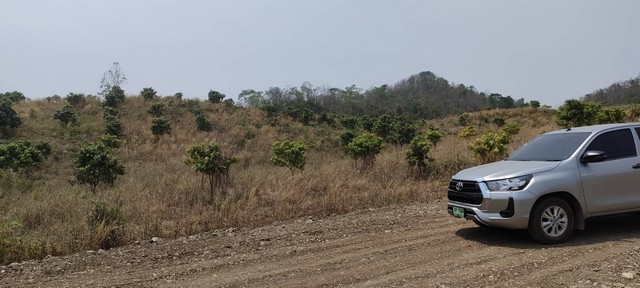 ขายที่ดินพร้อมสวนมะม่วงและสวนไผ่ อำเภอทองแสนขัน จังหวัดอุตรดิตถ์ จำนวน 82 ไร่ 2 งาน 80 ตารางวา