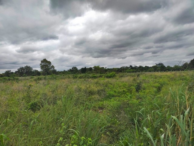 ขายที่ดิน ต.ด่านจาก อ.โนนไทย จ.นครราชสีมา  PAP7-0563