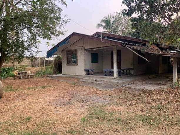 โซนสันกำแพง ขายเพียง 1.65 ล้าน 100 ตรว. 4 นอน 2 น้ำ บ้านเดี่ยวชั้นเดียว #ต้นเปา บริเวณรอบๆ เป็นบ้านจัดสรร ใกล้เมือง เดินทางสะดวกสบาย