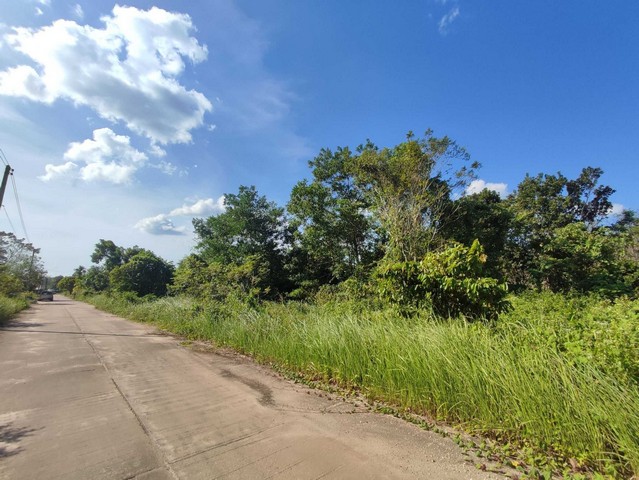 ขายที่ดินเปล่า 10แปลง แปลงล่ะ 77.9 ตรว.  ถ.เพชรเกษม เยื้องช่อง 11 ใกล้วิทยาลัยเกษตรและเทคโนโลยีตรัง    ZST189