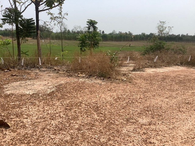 ขายที่ดิน 30-2-62 ติดถนน  มีคลองสาธารณะล้อมรอบ ใกล้วัดดอนใหญ่ อ.หนองมะโมง  ชัยนาท    ZK269