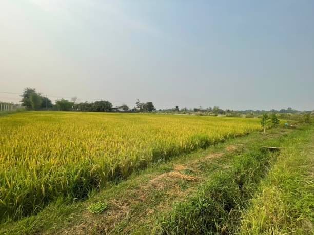 โซนสันทราย ขายตรว.ละ 8,500 บาท 10-3-56 ตรว. ป่าไผ่ ผังสีเหลือง ติดถนน ใกล้บ้านจัดสรรหลายโครงการ เข้า-ออกได้สะดวก น้ำ ไฟ ถึง