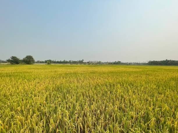 โซนสันทราย ขายตรว.ละ 8,500 บาท 10-3-56 ตรว. ป่าไผ่ ผังสีเหลือง ติดถนน ใกล้บ้านจัดสรรหลายโครงการ เข้า-ออกได้สะดวก น้ำ ไฟ ถึง