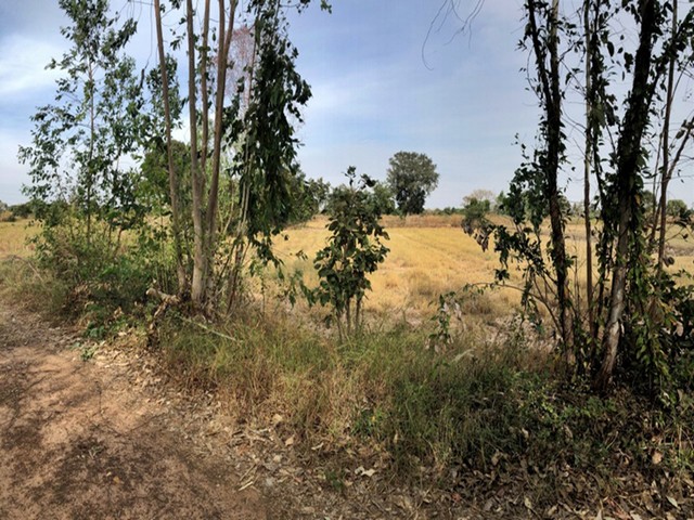 ขายที่ดิน ต.หนองผือ อ.เมืองสรวง จ.ร้อยเอ็ด  PAP1-0202