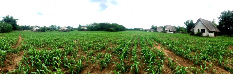 ขายที่ดิน ทำสวนเกษตร ปลูกผักขาย  ราคาเริ่มต้นที่ 3,150 บาท ผ่อนยาวๆ 120 เดือน เพชรบูรณ์