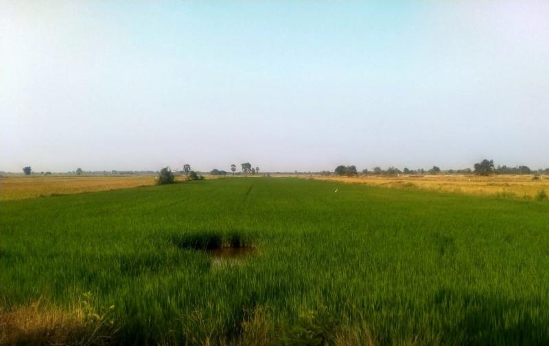 ที่ดินเปล่า ต..แม่ลา อ.นครหลวง จ. พระนครศรีอยุธยา ที่ดินตรงข้ามกับทางเข้าวัดแก้ว