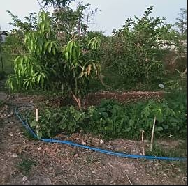 ขายที่ดินพร้อมบ้าน เนื้อที่ 1ไร่ ตำบลกองนาง อำเภอท่าบ่อ จังหวัดหนองคาย 