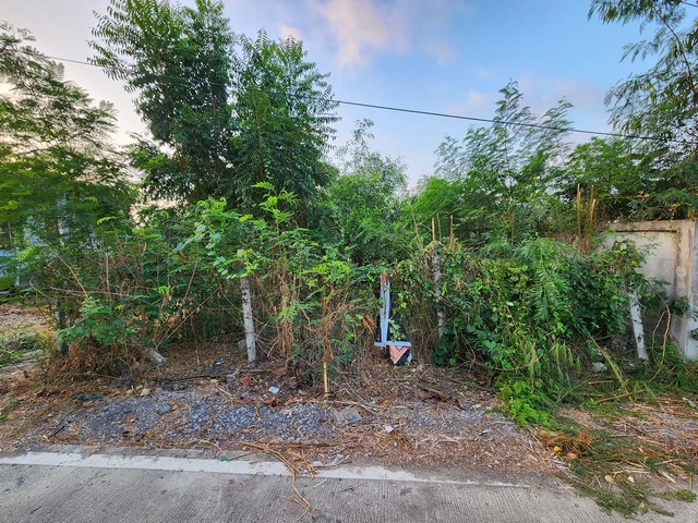 ขายด่วน ที่ดินเปล่า 52 ตรว. ถมแล้ว ซ.คลองสาม 9/9  ติดวัดพระธรรมกาย