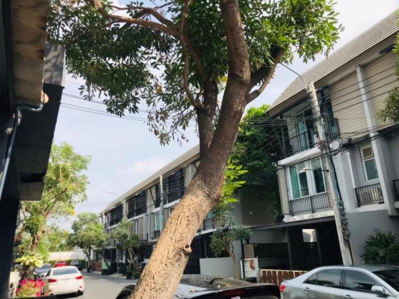  ให้เช่าทาวน์เฮ้าส์ 3 ชั้น อารียาเดลี่ ย่านลาดปลาเค้า เกษตรนวมินทร์ ขนาด 20 ตรว 152 ตรม  3 ห้องนอน 4 ห้องอาบน้ำ เฟอร์นิเจอร์พร้อมอยู่