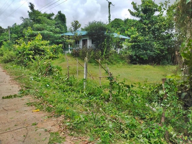 ขายที่ดิน ต.เมืองบัว อ.เกษตรวิสัย จ.ร้อยเอ็ด  PAP4-0245