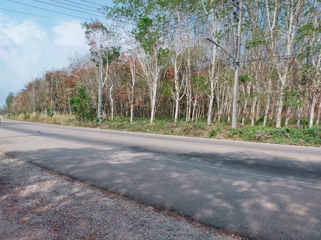 ขายสวนยางใกล้ถนนบายพาสเลี่ยงเมืองแกลง ฝั่งที่ว่าการอำเภอแกลง จ.ระยอง