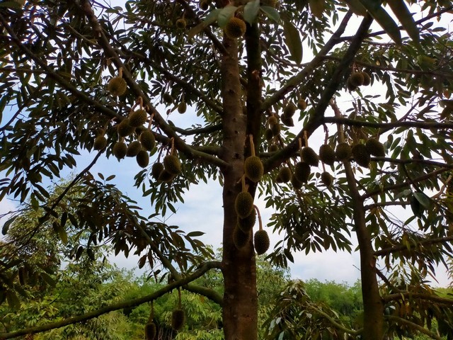 ขายสวนทุเรียนให้ผลผลิตแล้ว 11 ไร่ ใกล้วัดตะพุนทอง อ.แกลง จ.ระยอง