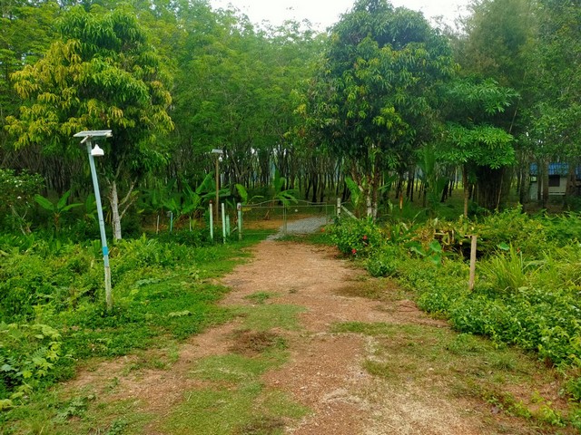 ที่ดินติดถนน 1 ไร่ ใกล้ถนนบายพาสเลี่ยงเมืองแกลง จ.ระยอง เพียง 100 เมตร 1.85 ล้าน