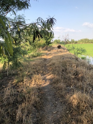 อสิงห์หาทรัพย์ดีให้คุณเลือกซื้อพร้อมโปรและเงื่อนไขพิเศษ      ขาย ลาดหลุมแก้ว  คมนาคมสะดวกสบาย เหมะปลูกบ้านทำการเกษตรดินดีวิวสวย บ่อเงินปุทม ใกล้แหล่งน้ำเหมาะทำเกษตร  ใกล้ชุมชน 5ไร่  อำเภอลาดหลุมแก้ว ปทุมธานี ลาดหลุมแก้วไร่ละ 1ลบ. โทร 083-7124115