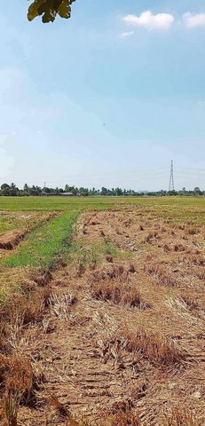 ขายที่ดิน ขายถูก ทำเลทอง เหมาะสร้างบ้าน โกดัง โรงงาน 7-1-85 ไร่ ติดถนนเพชรเกษม ใกล้ทางหลวงหมายเลข 3089 ปากท่อ ราชบุรี ขายถูก ทำเลทอง