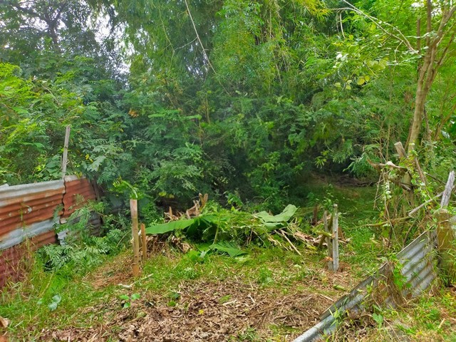 ขายที่ดิน ต.จังหาร อ.จังหาร จ.ร้อยเอ็ด 1845 ตรว.  PAP1-0269