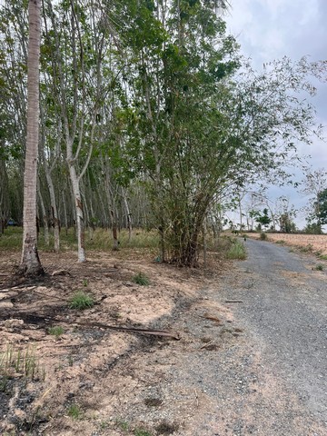 ขายที่ดินผังสีเหลืองเขตเขาไม้แก้ว บางละมุง ชลบุรี 30 ไร่