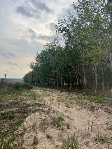 ขายที่ดินผังสีเหลืองเขตเขาไม้แก้ว บางละมุง ชลบุรี 30 ไร่