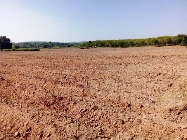 ขายที่ดิน พร้อมไร่มัน  26 ไร่ 2 งาน 79 ตรว. ต.หินลาด อ.วัดโบสถ์ จ.พิษณุโลก