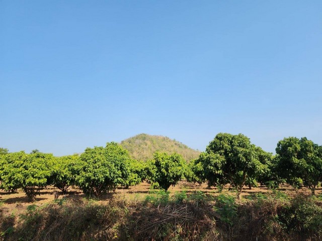 ขายที่ดิน เนื้อที่ 18-3-81 ไร่ ติดถนนลาดยาง 2 ด้าน อ.ด่านช้าง จ.สุพรรณบุรี