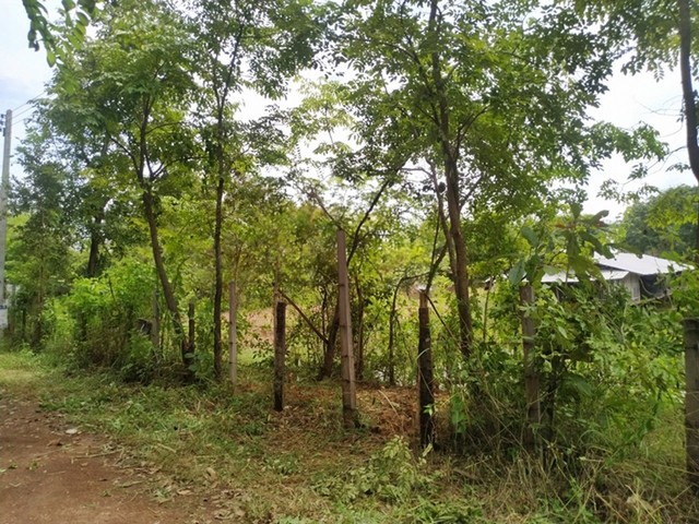 ขาย ที่ดินพร้อมสิ่งปลูกสร้าง โรงเลี้ยงสัตว์   ต.บ้านเดื่อ อ.ท่าบ่อ จ.หนองคาย  PAP3-0498