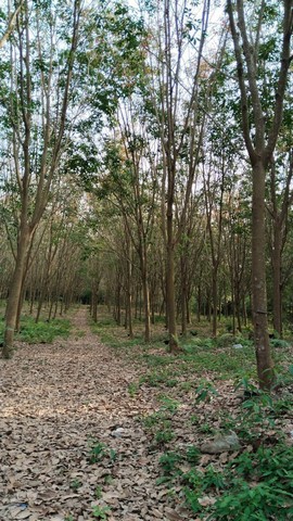 ขายที่ดินบางสะพานน้อย 9-3-70 ไร่ ที่สวยติดถนน  ใกล้ทะเลและแหล่งท่องเที่ยว   ประจวบ  ZB050