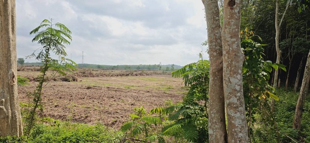 ขายที่ดินติดถนนลาดยาง ผังสีเหลืองเขตสำนักทอง อ.เมือง จ.ระยอง