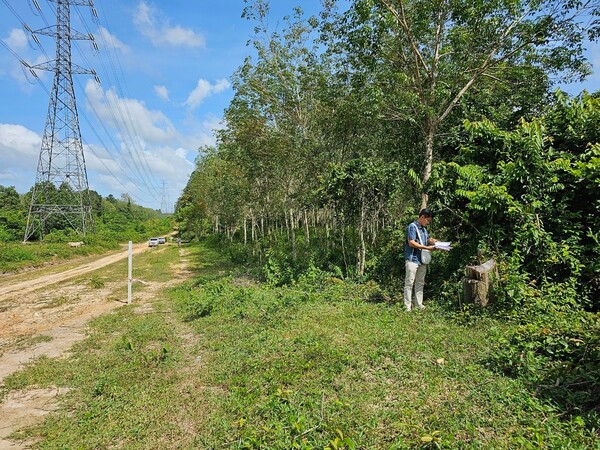 ขายที่ดินทำสวนยาง 10-2-46ไร่ หาดใหญ่ สงขลา หน้ากว้าง : 241 เมตร ลึก : 130 เมตร