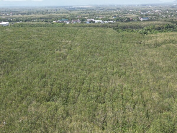 ขายที่ดิน ทำสวนยาง 33 ไร่ หน้ากว้าง : 248 เมตร ลึก : 1062 เมตร บ้านพรุ หาดใหญ่ สงขลา