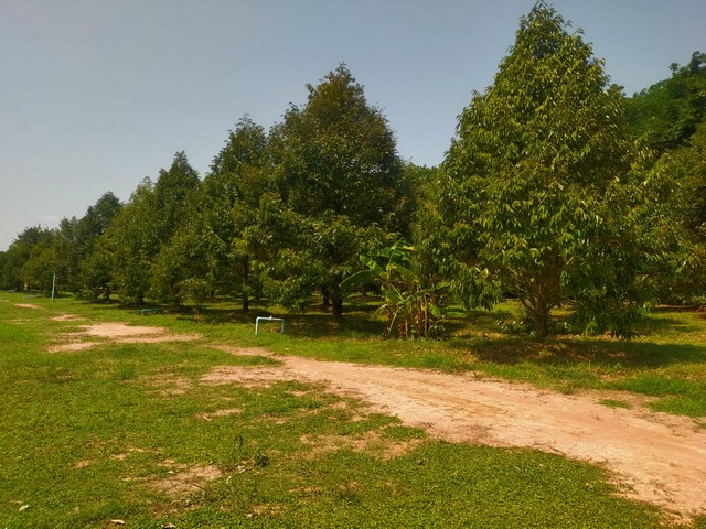 ขายสวนทุเรียนให้ผลผลิตแล้ว ใกล้ศูนย์ราชการเมืองแกลง จ.ระยอง