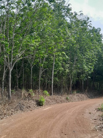 (ประกาศ)ขายที่ดินพร้อมสวนยางพารา อำเภอปากชม จังหวัดเลย จำนวน 38 ไร่##รายละเอียดและที่ตั้งทรัพย์-ที่ดินพร้อมสวนยางพาราอายุ 13 ปี นส 3 ก.จำนวน 26 ไร่ และเนื้อที่ไม่มีเอกสารสิทธิ์อีกจำนวน 12 ไร่รวม 38 ไร่ -ตั้งอยู่ในพื้นที่ราบ บ้านนาค้อ ตำบลปากชม อำเภอปากชม จังหวัดเลย**ต้นยางไม่เคยโดนน้ำยาเร่งน้ำยาง***ราคาเหมายกแปลงเพียง 3 ล้านบาท(ไร่ละไม่ถึงแสน)##ต่อรองราคาได้##สนใจติด