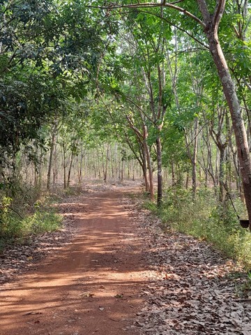 ขายที่ดินพร้อมสวนยางพารา อำเภอปากชม จังหวัดเลย จำนวน 38 ไร่