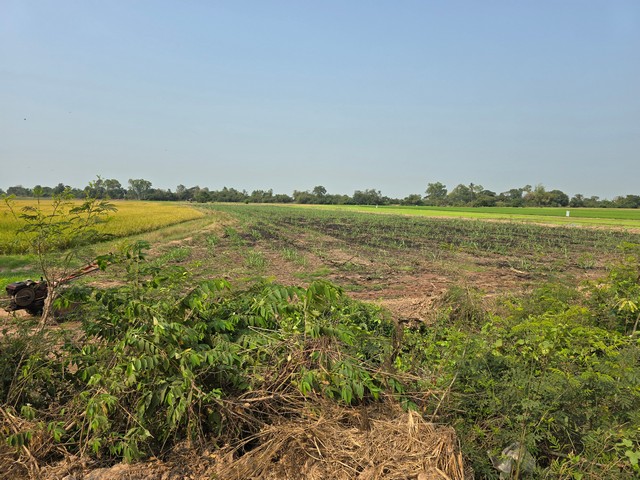 ขายที่นา ติดถนนดำ  2 แปลงติดกัน รวม 6 ไร่ 3 งาน 54.4 ตร.วา ต.มะตูม อ.พรหมพิราม จ.พิษณุโลก