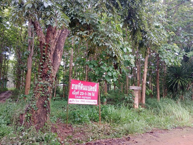 ขายด่วน ที่ดินสวนยาง ตำบลร่องจิก อำเภอภูเรือ จังหวัดเลย ราคา 550,000 บาท/ไร่