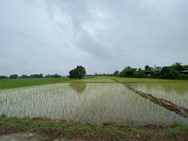 ขายที่ดิน ที่นา 2-3-9.8ไร่ 8.32ลบ. ถนน ไฟฟ้า น้ำประปา ต.แช่ช้าง อ.สันกำแพง เชียงใหม่