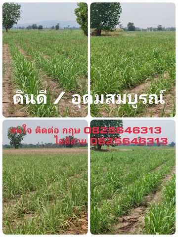 ขายที่ดิน ราคาถูกๆ /หน้าติดสาธารณะ2ฝั่ง/ที่สวยดินดี/มีบ่อพัก ต.สุขเดือนห้า อ.เนินขาม จ.ชัยนาท