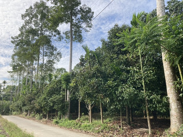 ขายที่ดิน  อ.พรหมคีรีนื้อที่  : 2 ไร่ 1 งาน 51.3 ตารางวาราคาขาย 2,750,000 บาท ที่โฉนดครุฑแดงสวนผลไม้ (ทุเรียน ลองกอง มังคุด) มังคุด 40 ต้น ลองกอง 30 ต้น ทุเรียน 10 ต้น ไม้จำปา 15 ต้นที่อยู่ : ถนนห้วยทรายขาว ต.ทอนหงส์ อ.พรหมคีรี จ.นครศรีธรรมราชพิกัด Google map : https://maps.app.goo.gl/MiarRCwf4jdjMMFJ9ทำเลสวย หน้ากว้าง 100 ม.สถานที่ใกล้เคียง- ใกล้ชุมชน ใกล้ตลาดนอกท่า/โรงเรียน/น้ำตกพรหมโลก/น้ำตกอ้ายเขียว- จากตัวเมืองนคร