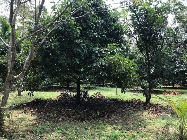 ขายที่ดิน สวนผลไม้ ราคาขาย 2,750,000 บาท อ.พรหมคีรี จ.นครศรีธรรมราช โฉนดครุฑแดง