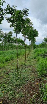 YLS1010 ขายที่ดินพร้อมสวนยาง 41ไร่ ตัวเมืองจังหวัดตราด