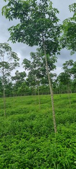 YLS1010 ขายที่ดินพร้อมสวนยาง 41ไร่ ตัวเมืองจังหวัดตราด