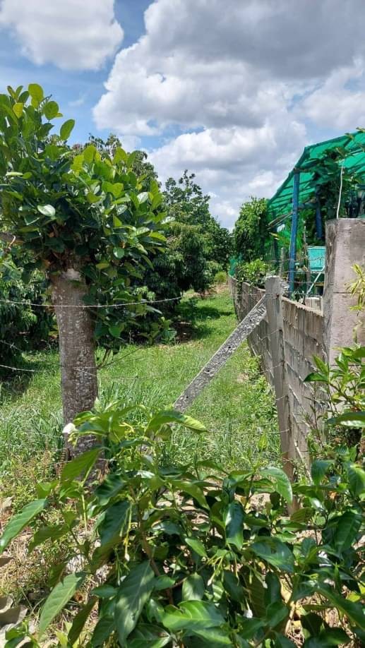 ขายที่ดิน 2 ล.เท่านั้น เนื้อที่ 200 ตรว. บ้านแหวน หางดง ใกล้ม.นอร์ท ติดถนน น้ำ ไฟฟ้าครบ มองเห็น #วิวภูเขาสวย บรรยากาศดี เหมาะสำหรับทำบ้านสวน