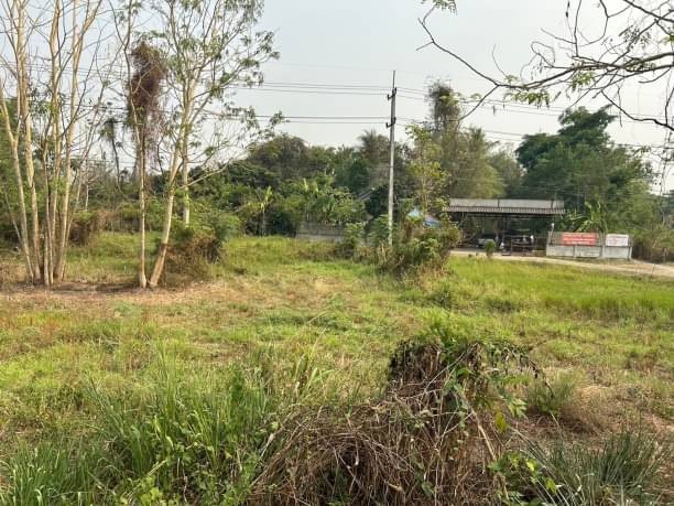 ที่ดินติดถนน ขายตรว.ละ 23,000 บาท เนื้อที่ 1-3-81 ตรว. โซนสันกำแพง ถนนเส้น1317 สันกำแพงสายใหม่ เข้าเมืองง่าย เดินทางสะดวก