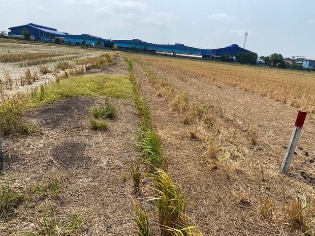 ขายที่ดิน 12 ไร่ ผังสีม่วงลายจุด ใกล้ตลาดปองพล อ.เมืองฉะเชิงเทรา เดินทางสะดวก ถนนสุวินทวงศ์ ลาดกระบัง บางนาได้ เหมาะ ทำโรงงานสนใจติดต่อ คุณนัน (Agent) เบอร์โทร 062-8923978, 080-5478745,หรือ ส่งข้อความ/รูปภาพ/แนบลิ้งค์ประกาศทรัพย์ เพื่อสอบถามรายละเอียดเพิ่มเติมทางไลน์ขนาดที่ดิน 12 ไร่ ราคาไร่ละ 2.4 ล้านบาทที่ดินหน้ากว้าง ผังสีม่วง เหมาะทำ สำนักงาน โรงงาน ได้ที่ตั้ง ตําบลคลองอุดม